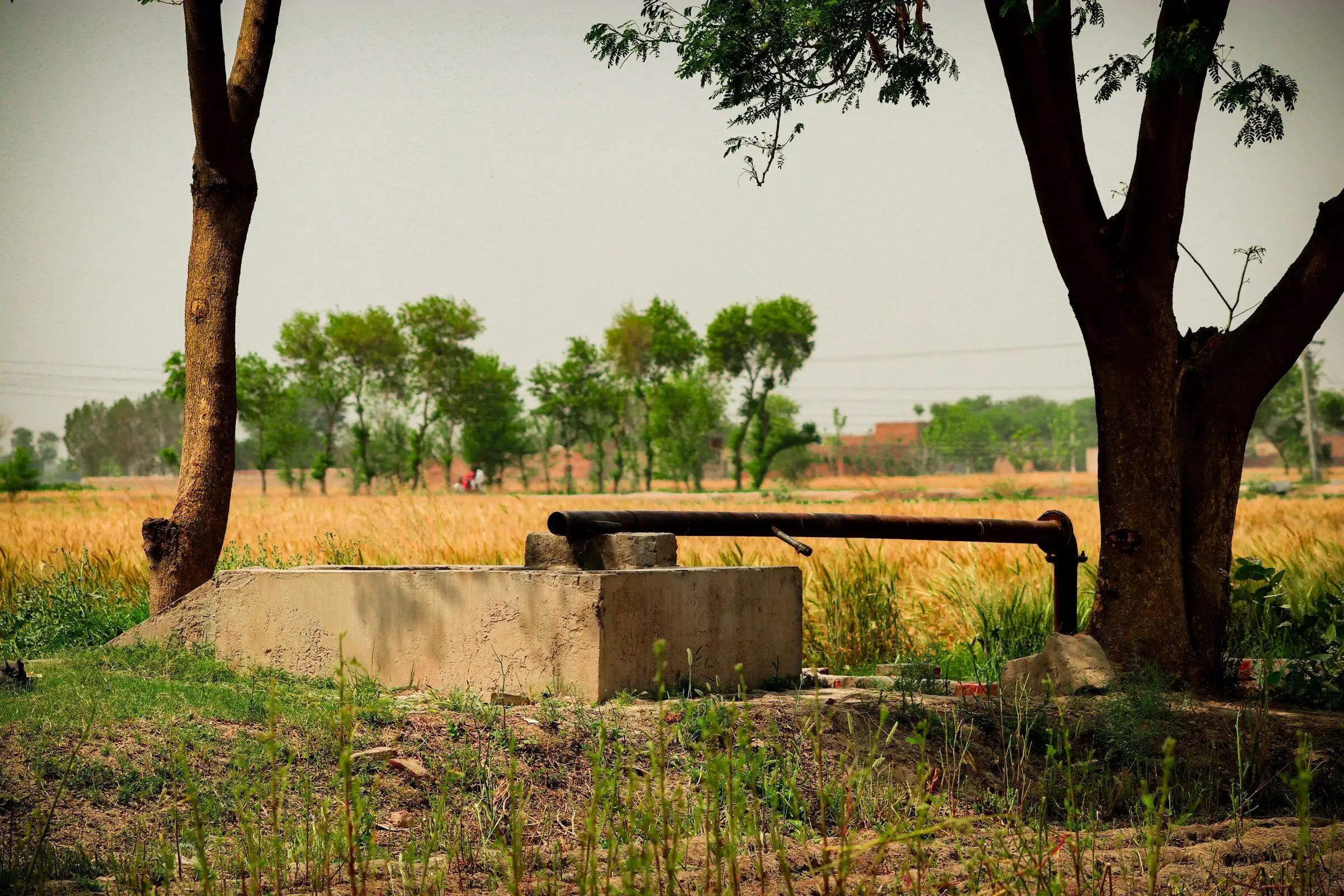 A tube-well outlet in a Punjab wheat field: a steel pipe running over a concrete water tank between two trees.